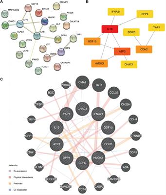 Identification and validation of ferroptosis related markers in erythrocyte differentiation of umbilical cord blood-derived CD34+ cell by bioinformatic analysis
